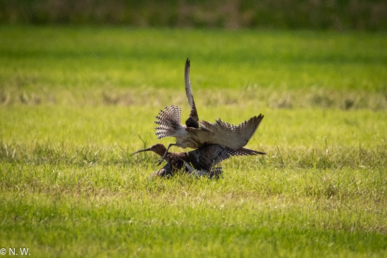 Brachvögel