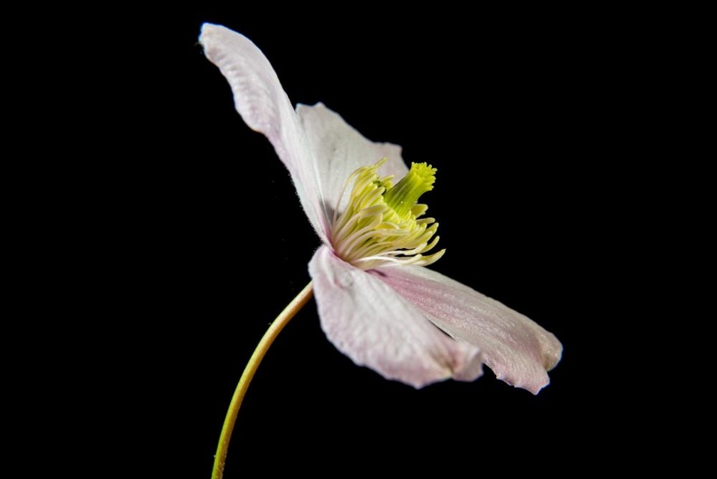 Clematis