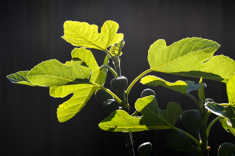 Feige - Exot im Garten