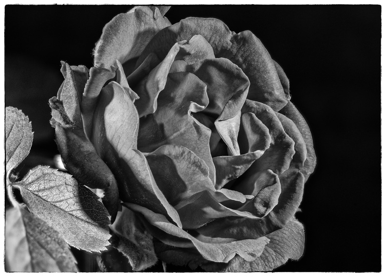 20200524_Rose