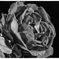 20200524_Rose