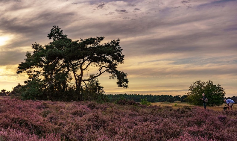 DSC01064-Itterbecker Heide -Angelika