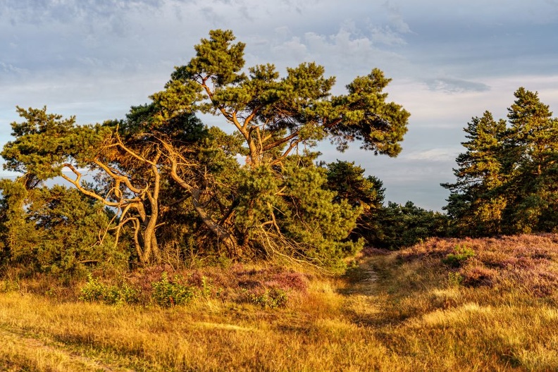 DSC01089-Itteckerbecker Heide-Angelika