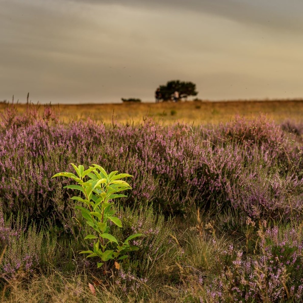 DSC01103-Itterbecker Heide - Angelika