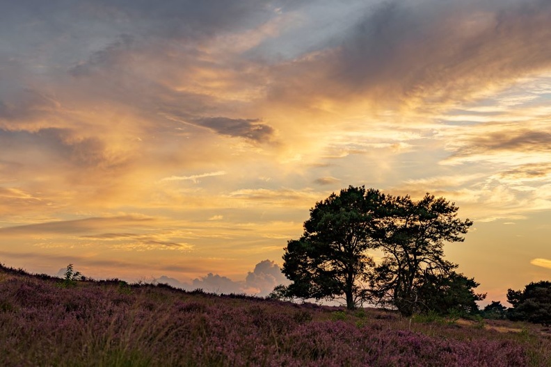 DSC01133-Itterbecker Heide - Angelika
