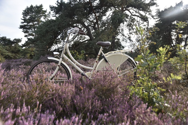 Fotospaziergang Itterbecker Heide 20.8 (23)