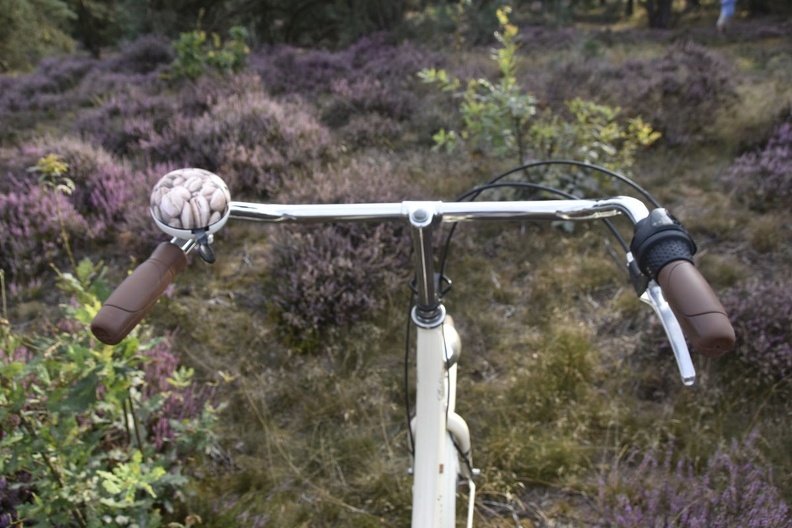 Fotospaziergang Itterbecker Heide 20.8 (27)
