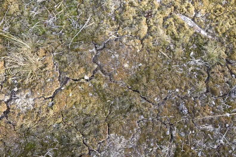 Fotospaziergang Itterbecker Heide 20.8 (36)