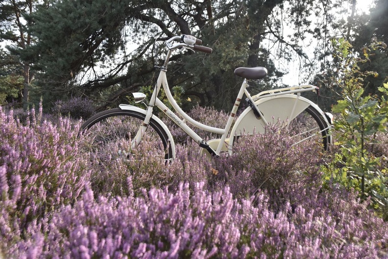 Fotospaziergang Itterbecker Heide 20.8 (21)