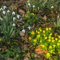 Natur im Frühling