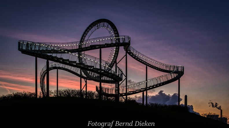 tiger and turtle-102.jpg