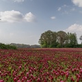 Roter Klee in Wilsum  U7A0453-1