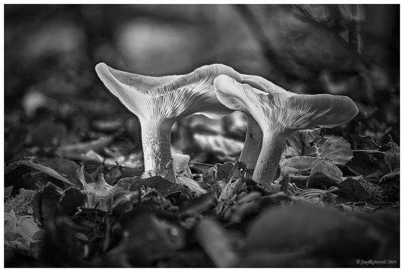 Pilze.6 