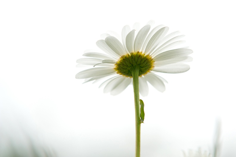Nirbhi Schmidt Daisy