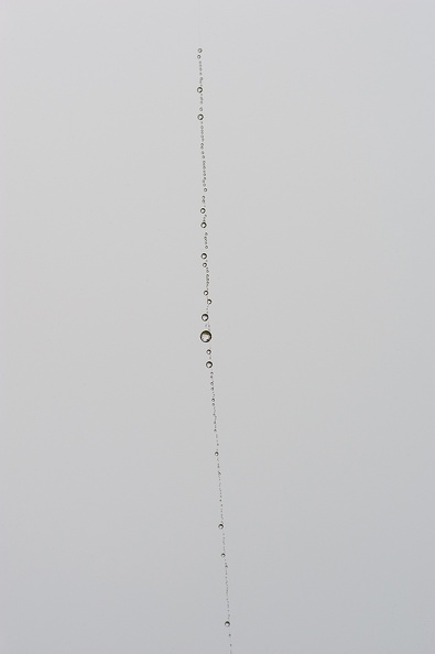 Nirbhi Schmidt water drops spider web