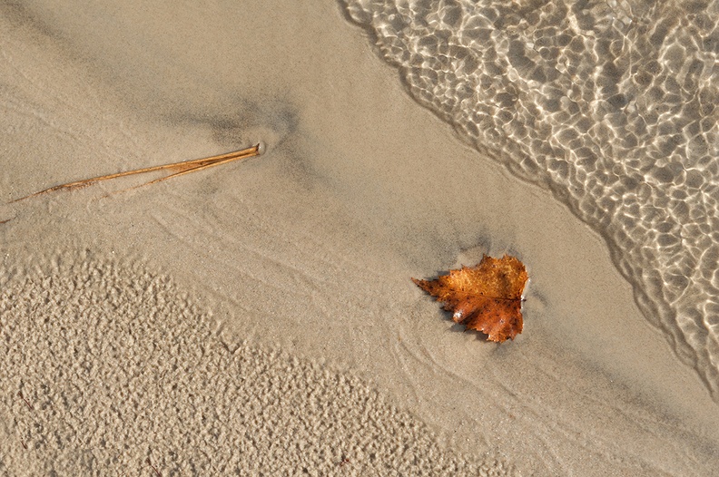 Nirbhi Schmidt water grass  leaf
