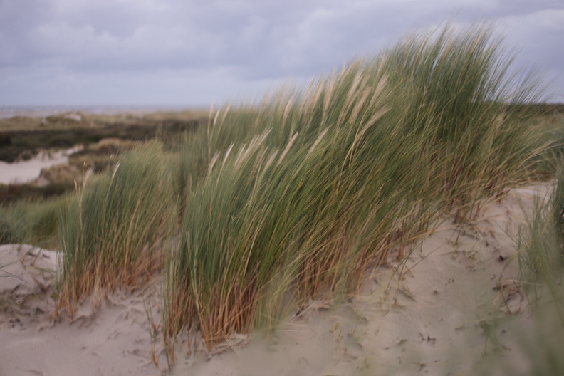 1T4A4576 (839 visits) 1T4A4576