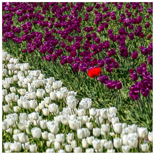 Tulpenfelder (311 visits) Tulpenfelder