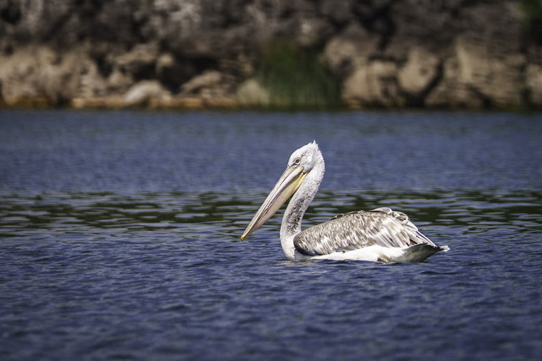 Krauskopfpelikan (198 visits) Krauskopfpelikan