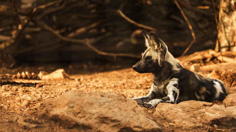 Wildhund (194 visits) Wildhund